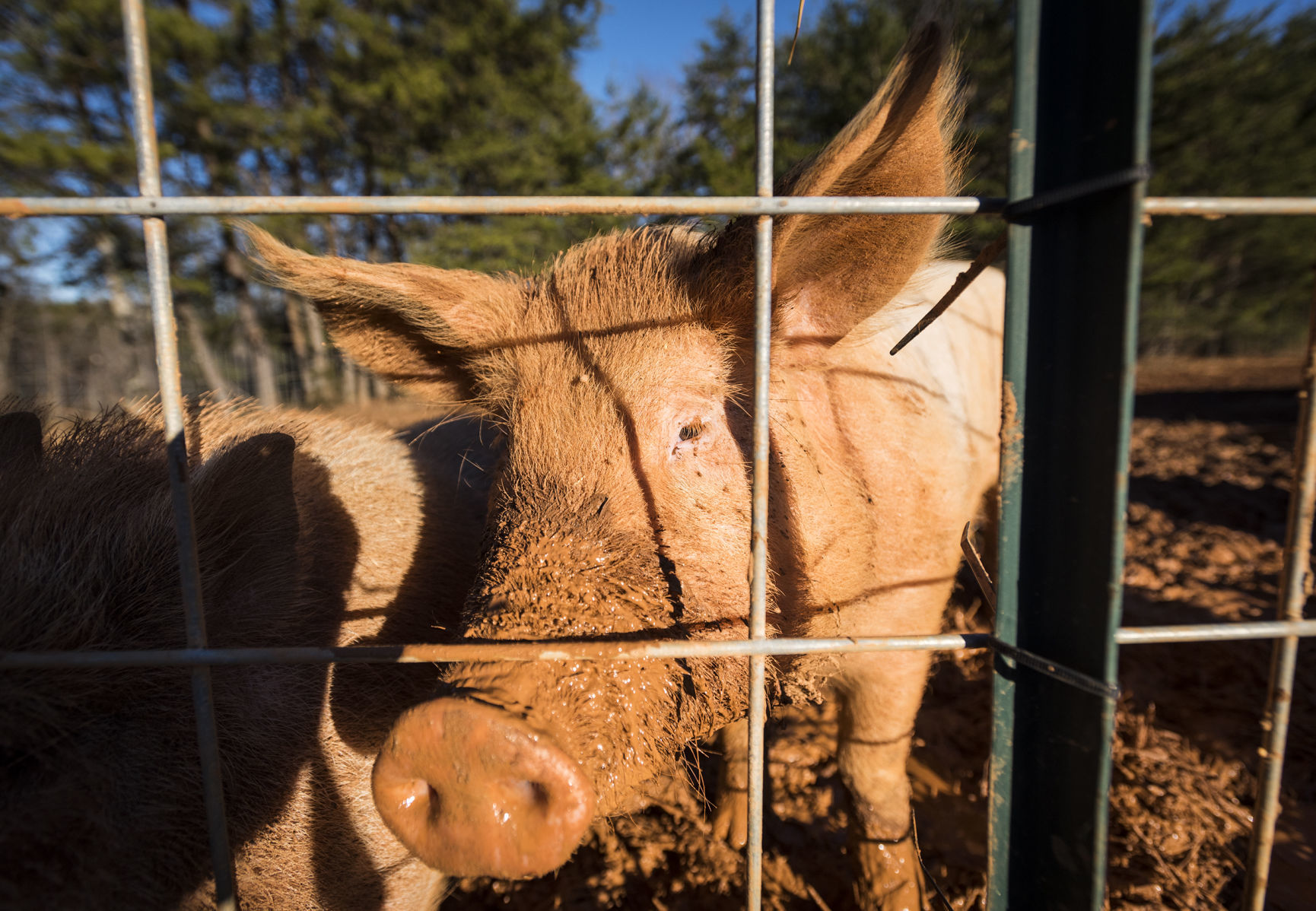 Pigs